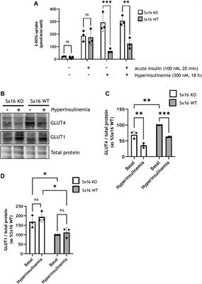 Pleiotropic effects of Syntaxin16 identified by gene editing in cultured adipocytes